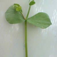 Pink Purslane